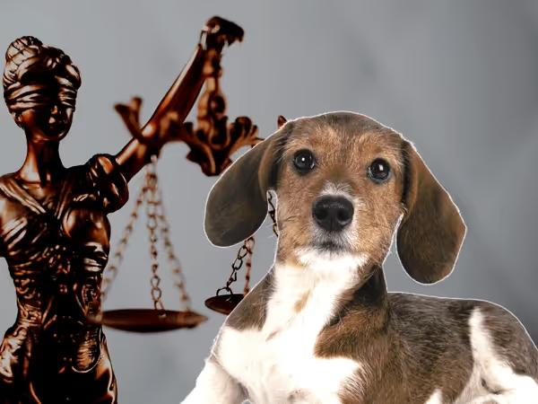 A dog standing beside a symbol of justice to symbolize Denver Dog Laws and Denver Dog Licensing