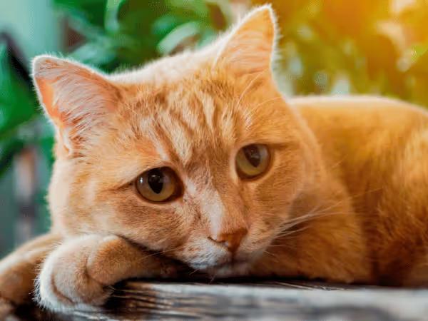  A close-up of a sad lethargic cat, representing the discomfort of diarrhea in cats