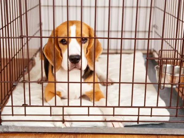 A puppy relaxed inside a closed dog crate, the desired end result of crate training a puppy properly