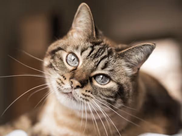 A happy cat with a healthy cat care routine