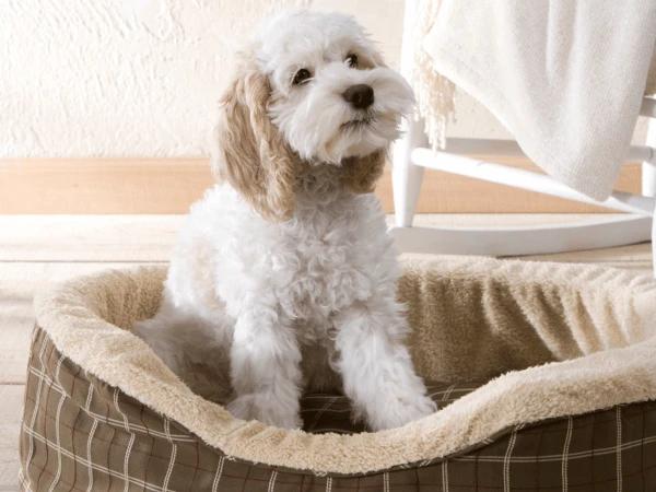 A dog bed, one of the things to pack when going on a road trip with a dog