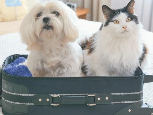 A dog and cat in a luggage representing essential items that fur babies need for pet boarding