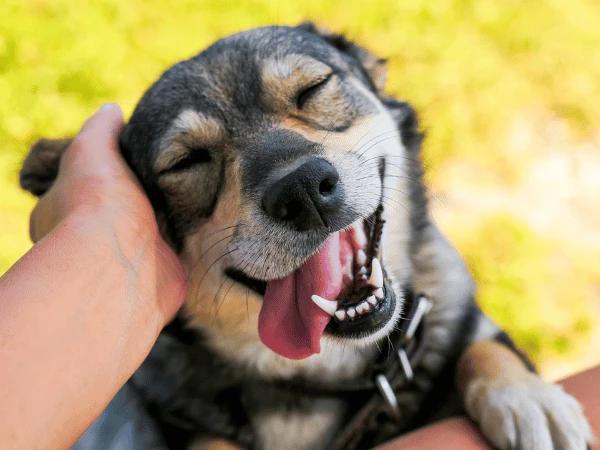 A dog seeking attention from their favorite human, one of the ways to know a dog is bonded to you
