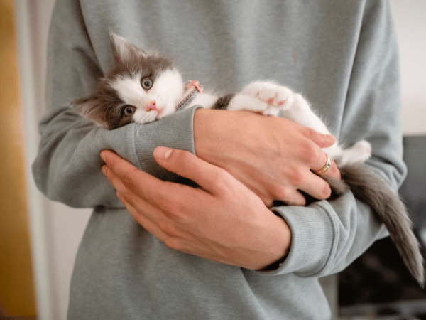 A kitten being cradled, representing a pet parent caring for a kitten, providing only safe kitten treats