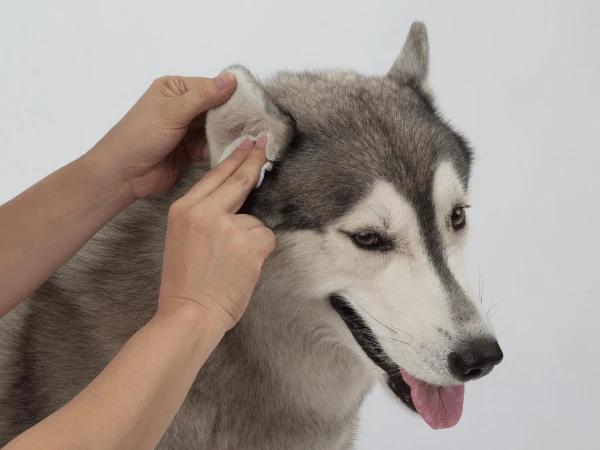 A dog with a dog swollen ear being cleaned as part of home care for swollen dog ear flap