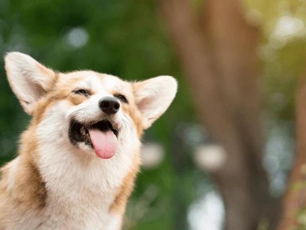 A corgi panting, common body language for when they need to cool down