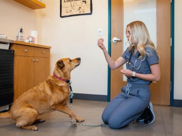 A dog at Sploot Veterinary Care in Roscoe Village, getting a chevck-up and vaccination update before going to dog daycare