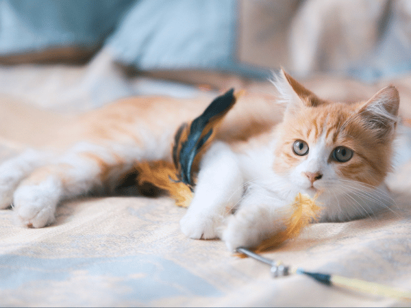 A kitten playing, representing the joys of adopting a kitten from a kitten rescue in Chicago