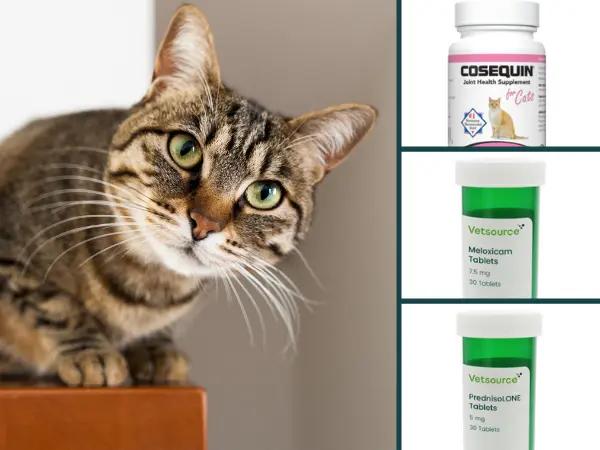 A photo of a cat beside examples of a cat joint supplement, a felie-approved NSAID, and an immunosuppressant medication, which can be used as treatment for arthritis in cats, depending on the case