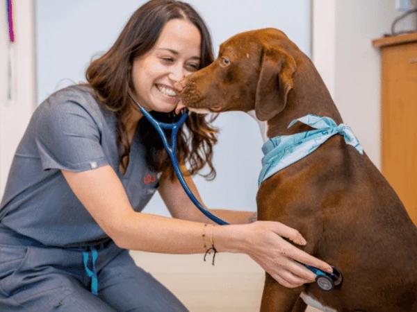 A pet wellness exam in Sploot Veterinary Care in Denver to make sure that a dog is at optimal health before a new baby arrives in the house
