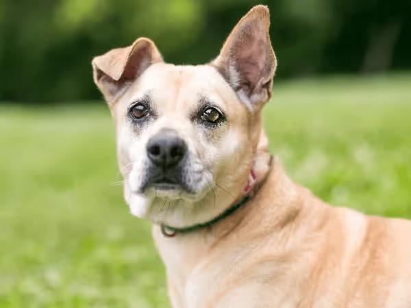 A dog with assymetrical ears which can be one of the signs of swollen dog ear