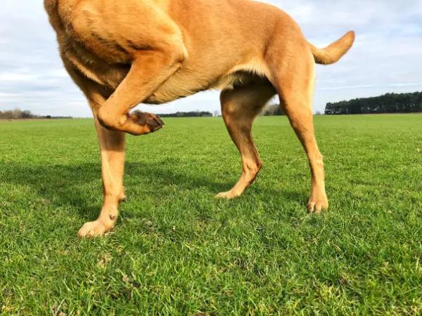 A close up of a dog limping front leg due to muscle strains and sprains
