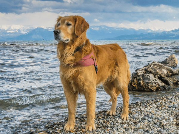 A healthy and fit Golden Retriever by the beach, free from Golden Retriever health issues