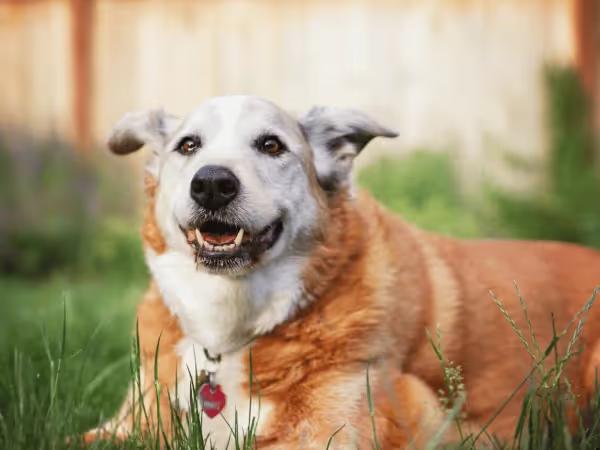 An older dog sitting on the grass, receiving special care for senior dogs