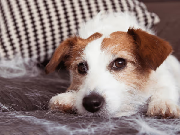 A dog with bits of fur around representing dog shedding
