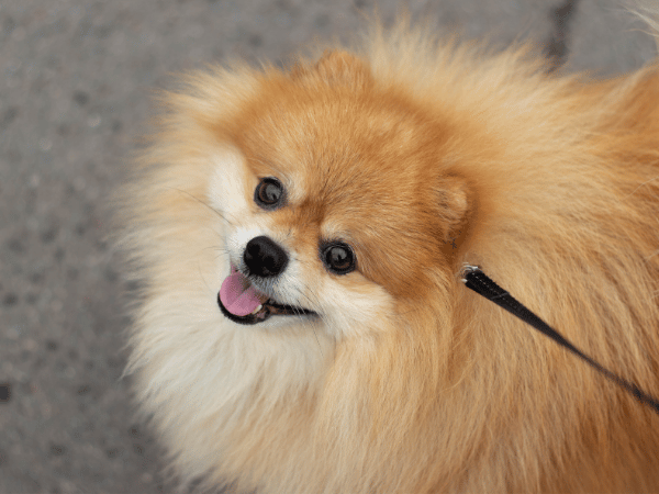 Close-up of a happy pomeranian on a leash going to a dog friendly coffee shop in Chicago with their pet parent