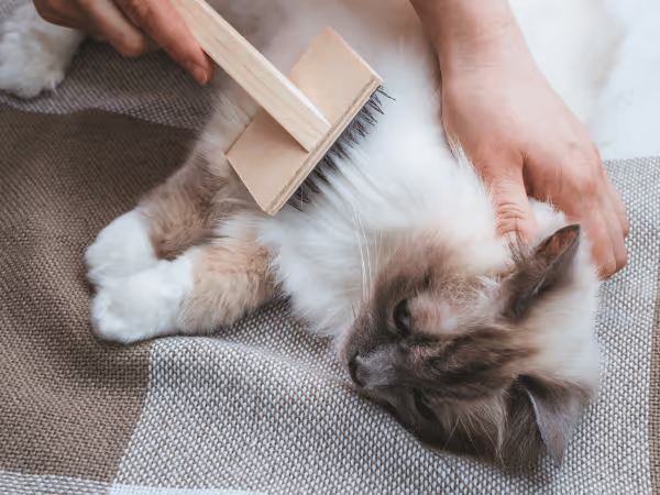A cat parent brushing their cat’s fur to prevent cat shedding a lot