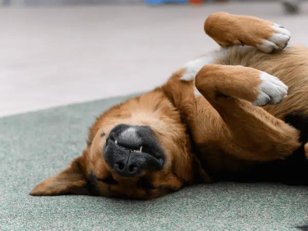 A dog sleeping soundly in a belly-up dog sleeping position