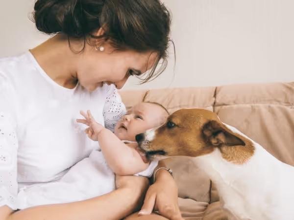 A mother introducing a new baby to a dog while making sure that the dog is calm, does not lick the baby’s face, and maintains a respectful approach