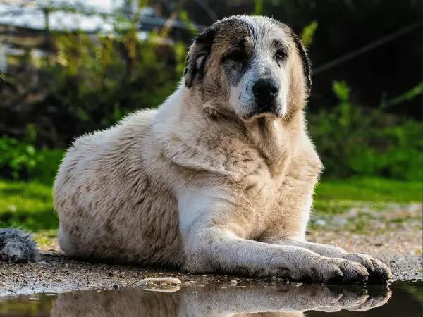 A dog beside a puddle, representing one of the modes of transmission of leptospirosis in dogs