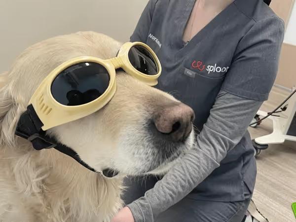 Cold laser therapy in the Highlands location of Sploot Veterinary Care in Denver, Colorado
