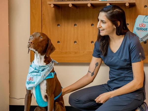 A dog brought to Sploot Veterinary Care in Denver Colorado to stay ahead of dog vaccines schedule