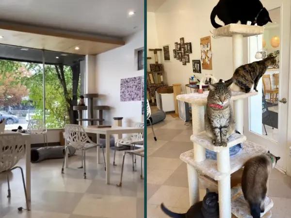 Photos of Tinker’s Cat Cafe, a cat cafe in Salt Lake City with adoptable cats