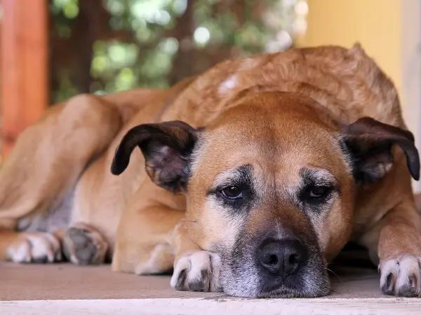 A photo of a dog with lethargy, one of the signs of septic arthritis in dogs, requiring urgent treatment