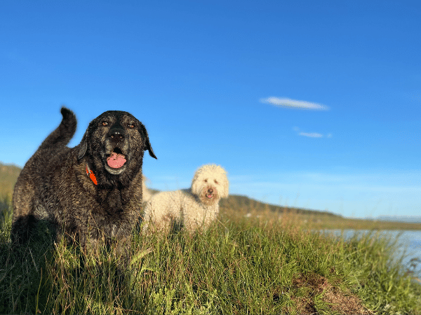two happy dogs looking at beautiful scenery, representing camping with a dog or how to camp with a dog