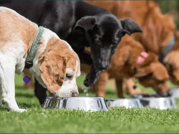 A row of dogs eating, representing the best dog food brands that consider AAFCO and WSAVA guidelines