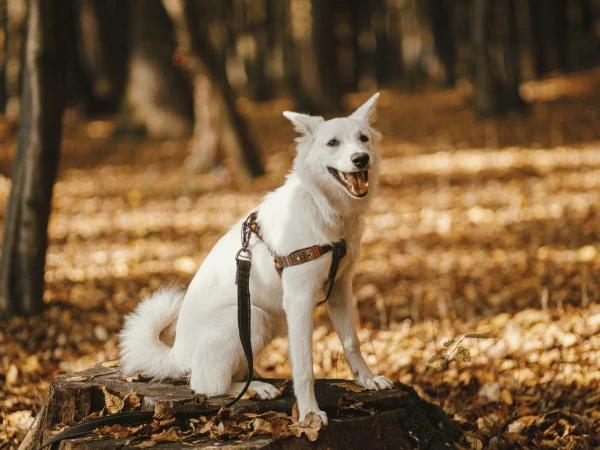 A harness and leash, one of the things to pack when going on a road trip with a dog