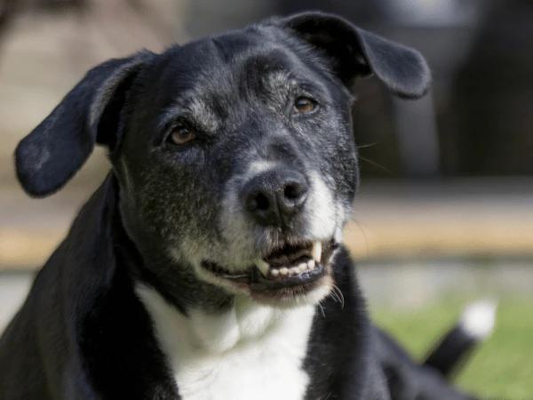 n older dog or senior dog getting appropriate moderate outdoor exercise