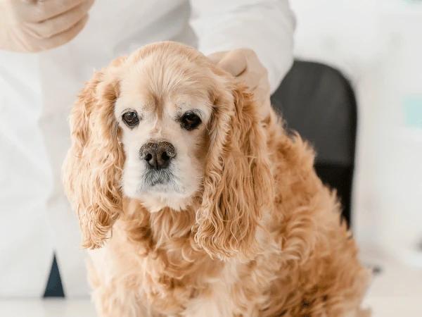 Close up of a brown dog brought to the vet to adhere to the dog vaccines schedule