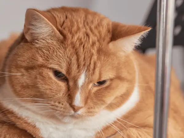 A close-up of a chubby cat that can benefit from weight management cat food