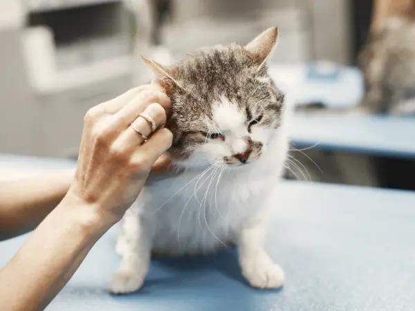 A vet cleaning a cat's external ear, representing one of the possible steps for how to treat cat ear infection