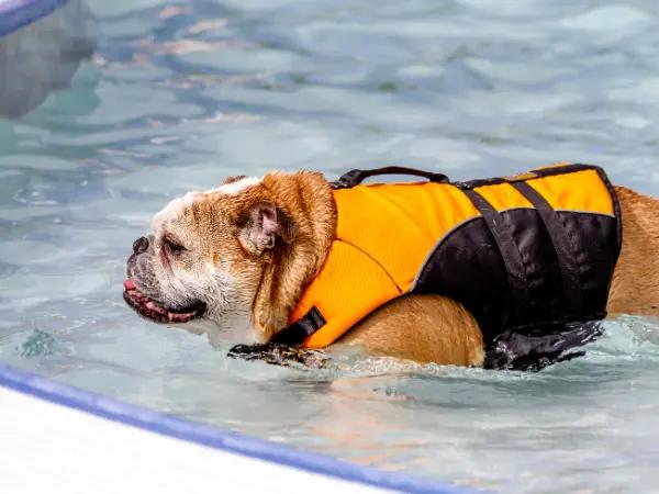 A senior dog doing hydrotherapy, a type of physical therapy that can be compatible with cold laser therapy for dogs