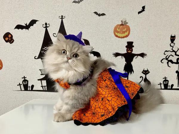 An example of a Halloween costume for pets: a cat wearing a witch costume