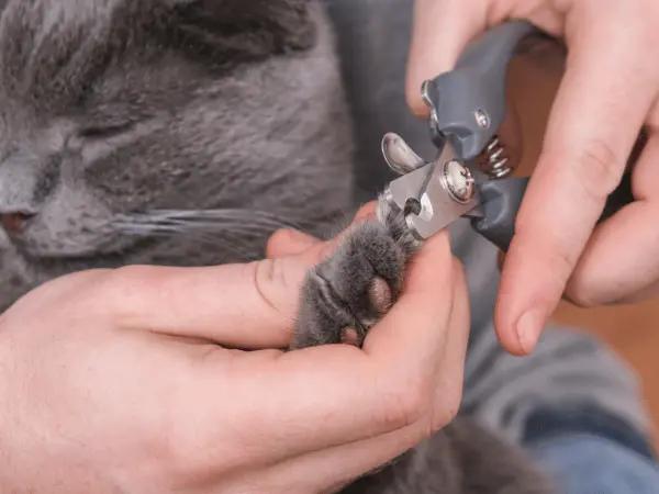 A pet parent clipping a cat’s claws while the cat is sleepy and relaxed