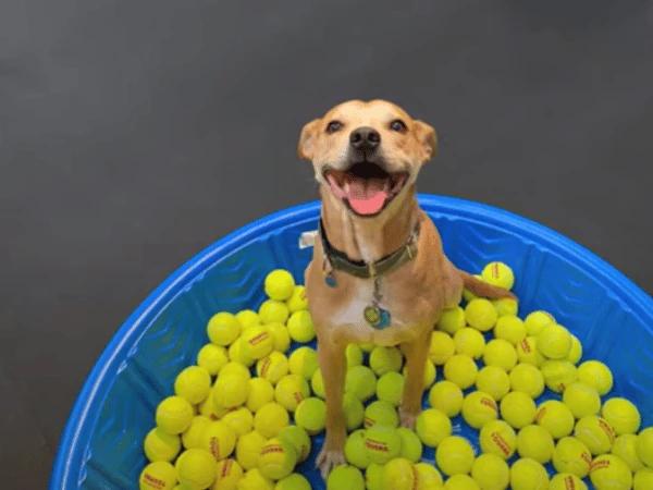 A dog in pool of tennis ball at Bosly's Backyard