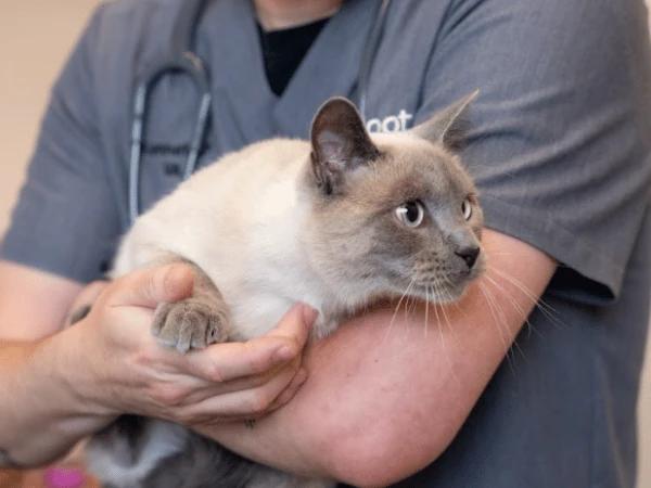A cat brought to Sploot Veterinary Care, an urgent care vet clinic in Denver and Chicago