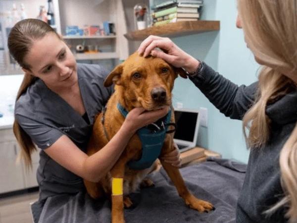 A pet parent and fur baby at Sploot Veterinary Care in Denver getting needed dog vaccines