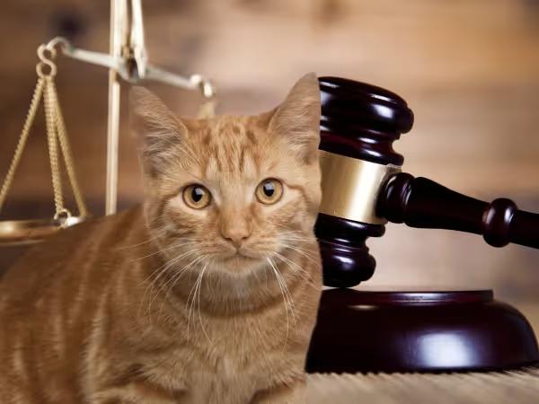 A cat beside a judge’s gavel to represent cat laws and cat ordinances in Denver