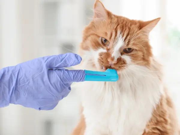 Close-up of one of the steps on how to brush a cat’s teeth or how to clean a cat’s teeth using a dental finger brush for cats