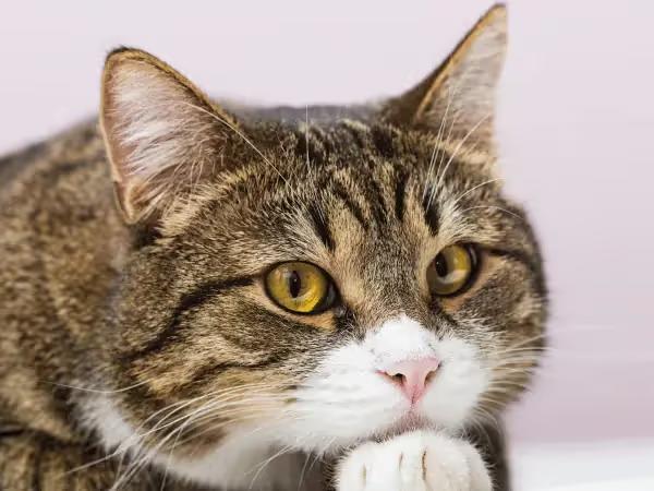 A close up of a cat that is lethargic, one of the signs of cat pain