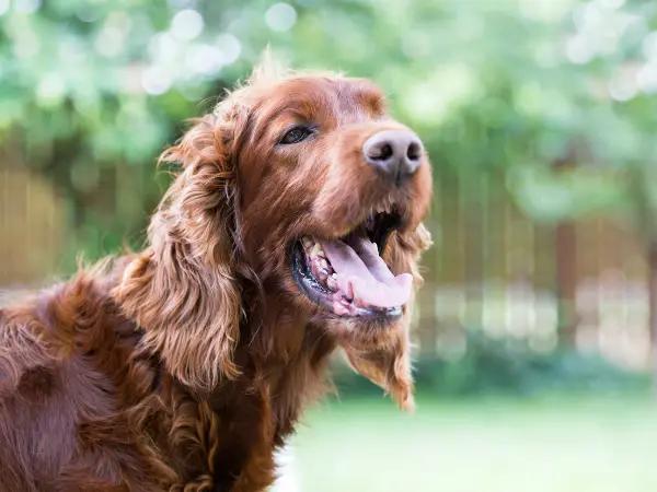 A side view shot of a dog with healthy teeth, maintained with dental cleaning for dogs