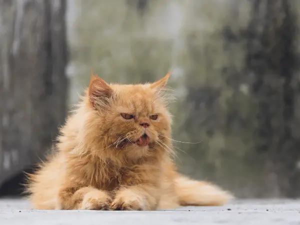 An old cat that is susceptible to arthritis and joint issues that can cause cat peeing outside litter box
