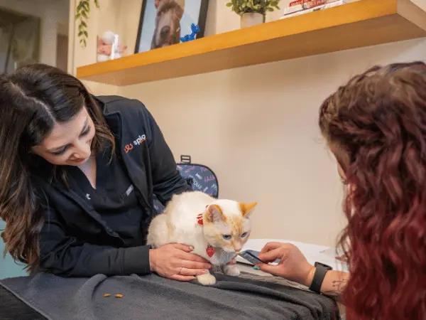 A cat brought to Sploot, a vet clinic in Colorado Springs, Denver, and Chicago that provides cat wound treatment or cat wound care