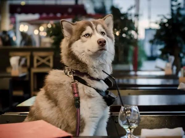 A photo of a dog sitting at a dog-friendly patio, representing dog-friendly restaurants in Salt Lake City