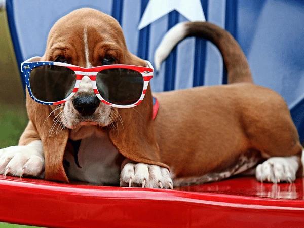 A dog with sunglasses calmly celebrating the Fourth of July with their owner because the owner is able to practice steps on how to keep a dog calm during Fourth of July
