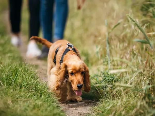 A photo of a dog with canine arthritis, going for a gentle walk, to support joint health and mobility